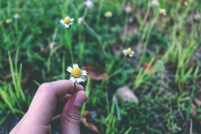 Close-up of hand holding flower