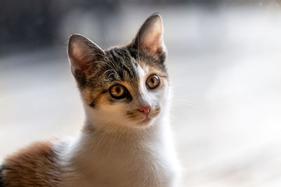 Close-up portrait of a cat