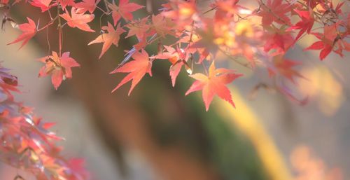 Close-up of maple leaves growing on tree during autumn