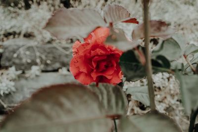 Close-up of red rose