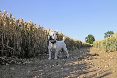 Dog on dirt road against clear sky