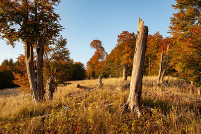 Trees on field against sky during autumn