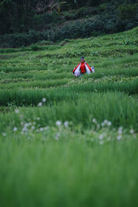The farmer is planting rice in son la, viet nam