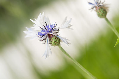 Close-up of purple flowering plant