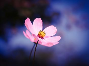 Close-up of pink cosmos flower blooming outdoors