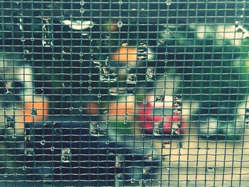 Close-up of bird on brick wall