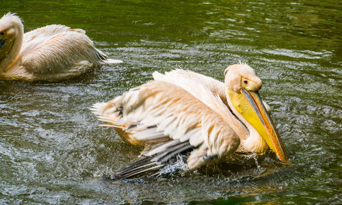 View of ducks swimming in lake