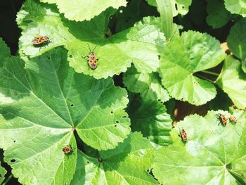 High angle view of insect on leaves