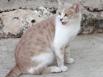 Close-up portrait of cat