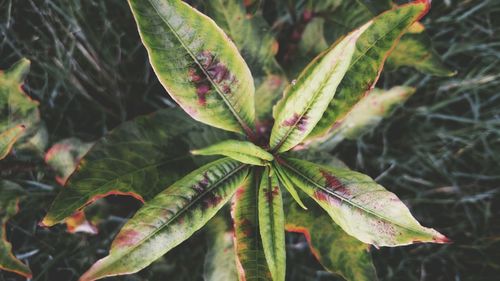 Directly above shot of plant