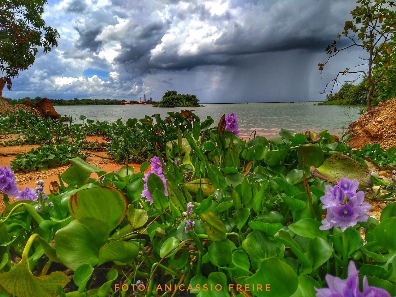 flower, beauty in nature, nature, growth, plant, cloud - sky, sky, leaf, fragility, water, scenics, outdoors, no people, petal, tranquility, freshness, day, green color, sea, tranquil scene, flower head, blooming, tree, horizon over water, close-up