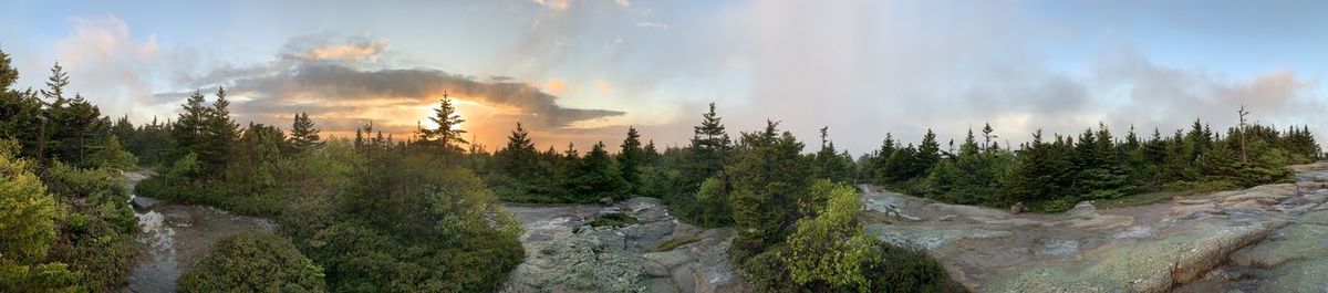 Panoramic view of forest against sky during sunset