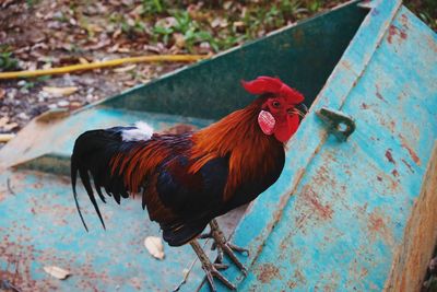 High angle view of rooster