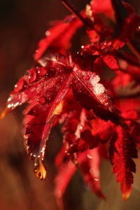 Close-up of red flowering plant