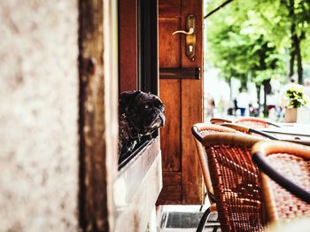 Bulldog looking through window