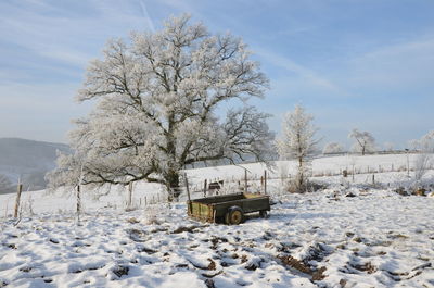 Bare trees on snow covered field