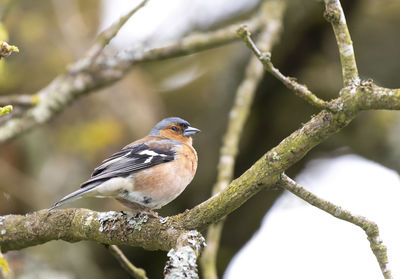 Close-up of a bird perching on branch