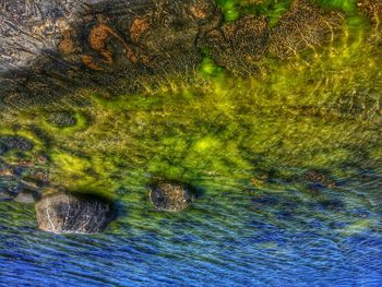 Plant growing in water