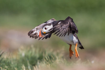 Close-up of a bird flying