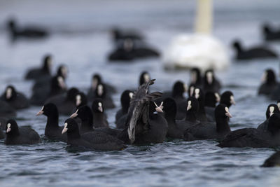 The eurasian coot on a lake in winter, soderica, croatia