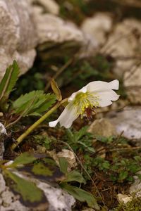 Close-up of white flowers on plant