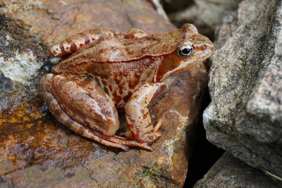 Close-up of frog on rock