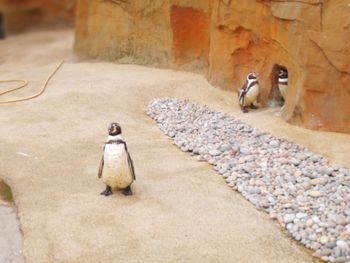 Birds perching on stone wall