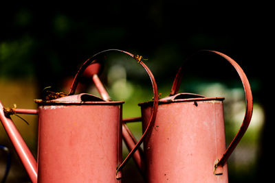 Close-up of potted plant