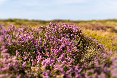 Purple flowering plants on field