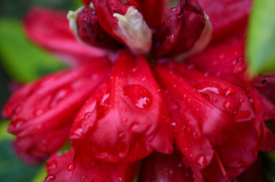 Close-up of wet red flower