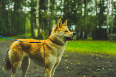 Akita inu on a walk with the owner