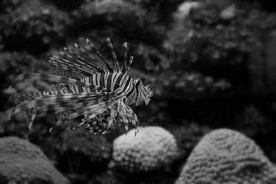 Close-up of coral in sea