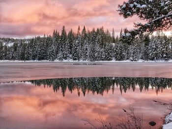 Reflection of trees in lake during sunset