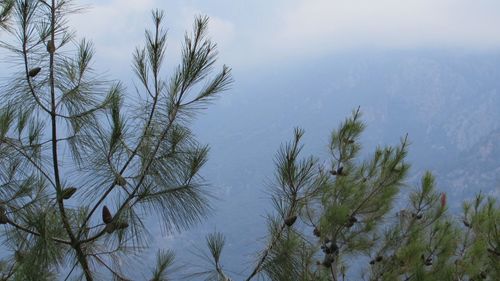 Low angle view of trees against sky