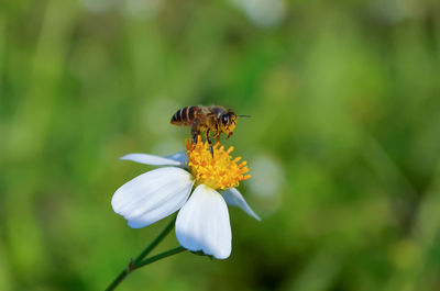 Close-up of bee on flower