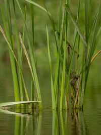 Close-up of grass in lake