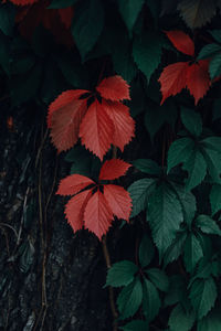 High angle view of leaves on plant