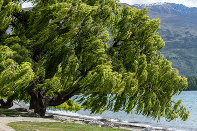 Close-up of tree against sky