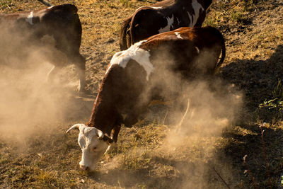 High angle view of cows on field