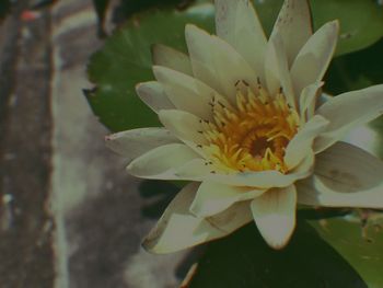 Close-up of flower blooming outdoors