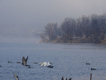 Swans swimming in lake