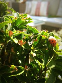 Close-up of ladybug on plant