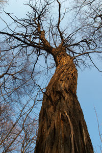 Low angle view of bare tree against sky