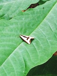 Close-up of insect on leaf