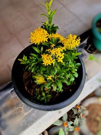 High angle view of potted plant