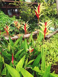 Close-up of red flowers blooming outdoors