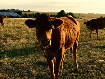 Portrait of cow standing on field against sky