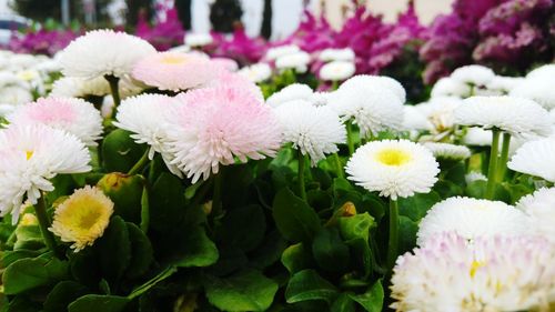 Close-up of pink flowers blooming outdoors