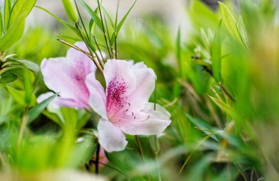 Close-up of pink flowering plants on field