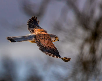 Low angle view of eagle flying